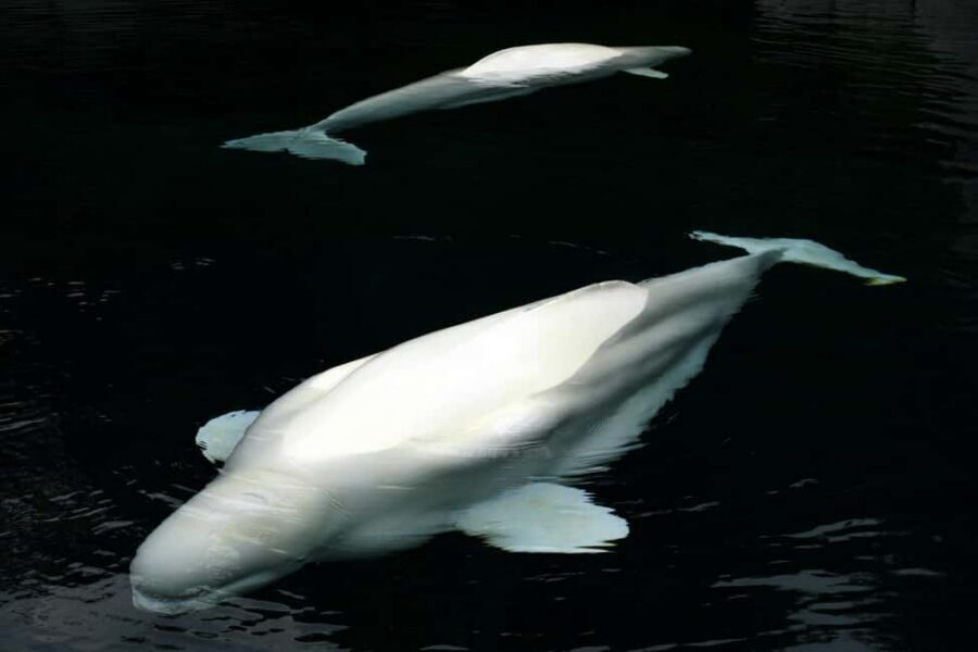 Aquarium & StanleyPark+20 Gem Spots+City/Vip Car+Small Group - Key Things That Make This Tour Worth Your Time