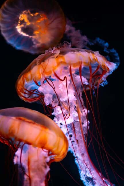 Aquarium & StanleyPark+20 Gem Spots+City/Vip Car+Small Group - How You Get More Than Just Stanley Park