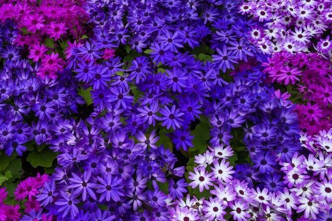 Best of Victoria and Butchart Gardens Day Tour from Vancouver - Butchart Gardens in 2 Hours: How to See the Right Things Fast