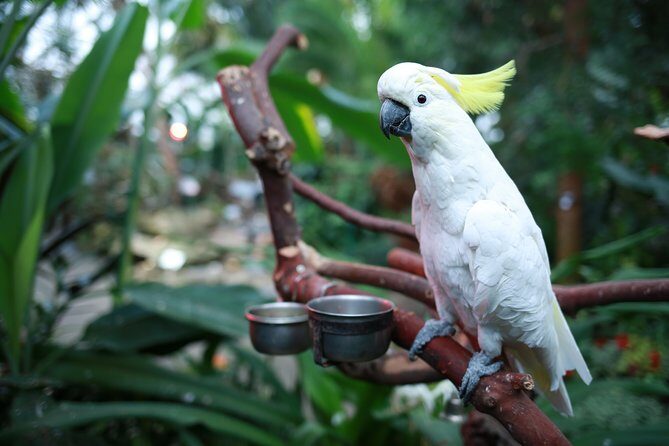 Bloedel Conservatory Admission Ticket - Inside the Bloedel dome: warm, humid, and designed for birds