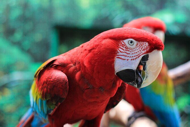 Bloedel Conservatory Admission Ticket - Healing-garden style plants and the “walk twice” mindset