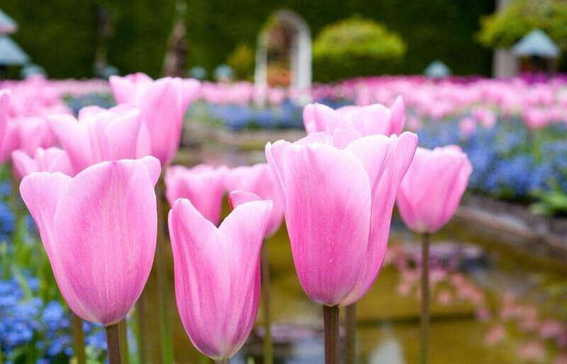 Day Trip from Vancouver to Victoria and Butchart Gardens - Key things to know before you go