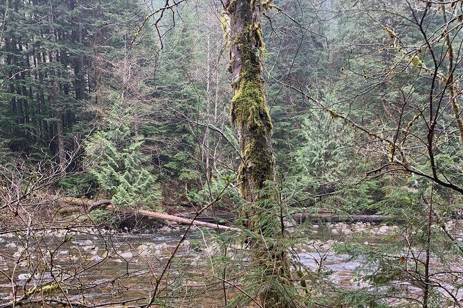 Experience the Beauty of Vancouver’s Forests by Bike/E-Bike - Picnic Lunch at a Scenic Outpost: Why the Food Stop Matters
