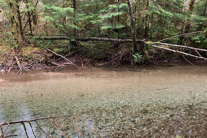 Experience the Beauty of Vancouver’s Forests by Bike/E-Bike - Who Should Book This Forest Bike Tour?