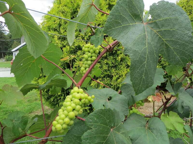From Vancouver: Half-Day Fraser Valley Wine Tour - A half-day escape into Langley’s wine world