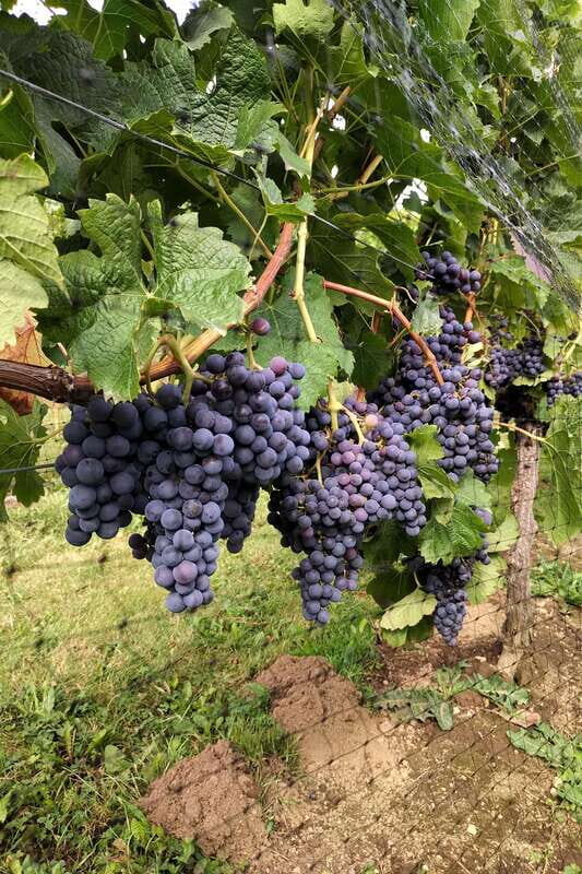 From Vancouver: Half-Day Fraser Valley Wine Tour - Festina Lente Estate: Premium Honey Wines (Mead) and a different angle