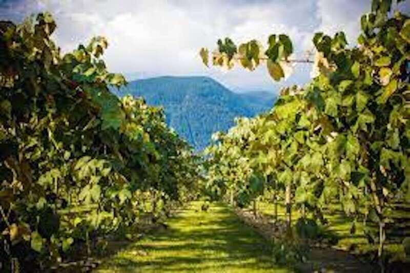 From Vancouver: Half-Day Fraser Valley Wine Tour - Extra wineries if the timing and openings line up