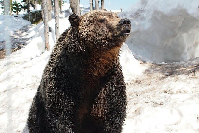 Guided Vancouver Hiking Highlights Day Tour with Gondola Download - The top of Grouse Mountain: grizzlies, shows, and time that actually helps