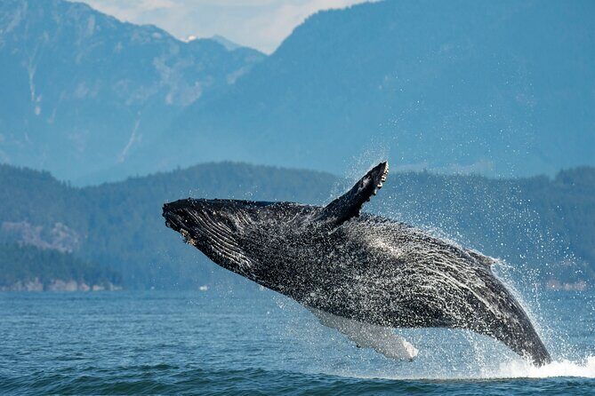 Intimate West Coast Whale Watching - Partly-Sheltered - Key Things I’d Pay Attention To