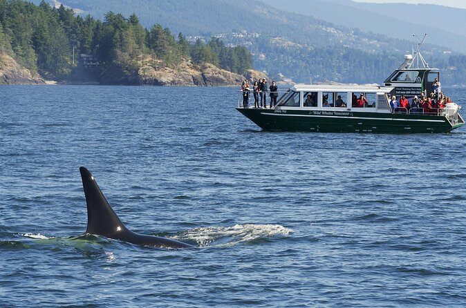 Intimate West Coast Whale Watching - Partly-Sheltered - Timing and Route: What 3 to 5 Hours Means in Real Life