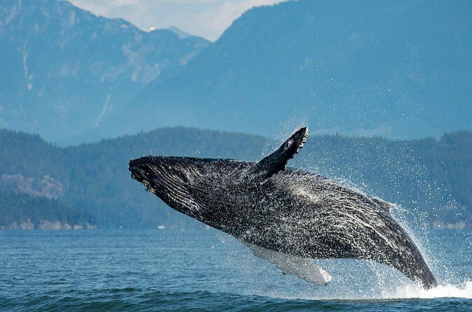 Intimate West Coast Whale Watching - Partly-Sheltered - Who This Whale Watching Tour Fits Best