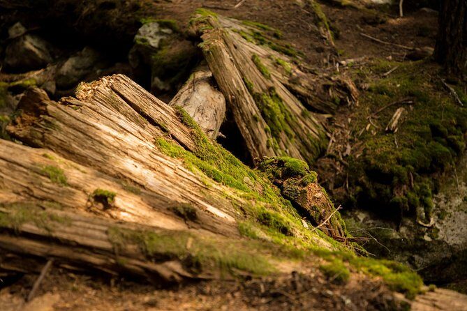 Mesmerizing Nature Walk in Lynn Canyon Park - Practical Tips for Your Lynn Canyon Morning