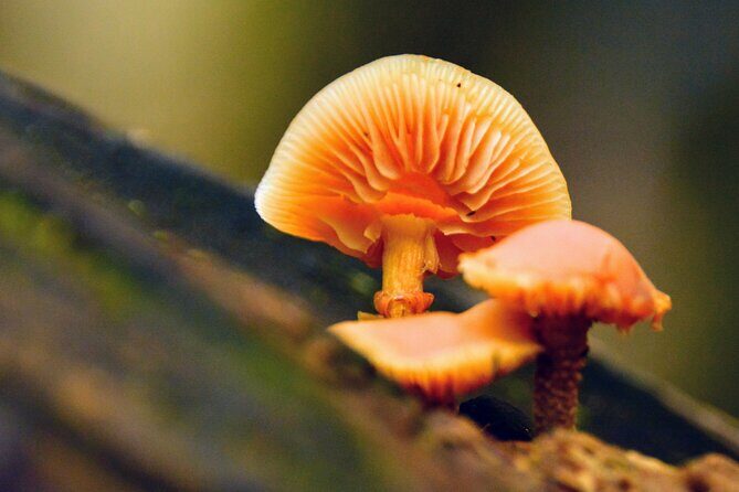Photography in Rainforest & Suspension Bridge - Price and Value: Does $86.08 Make Sense for You?