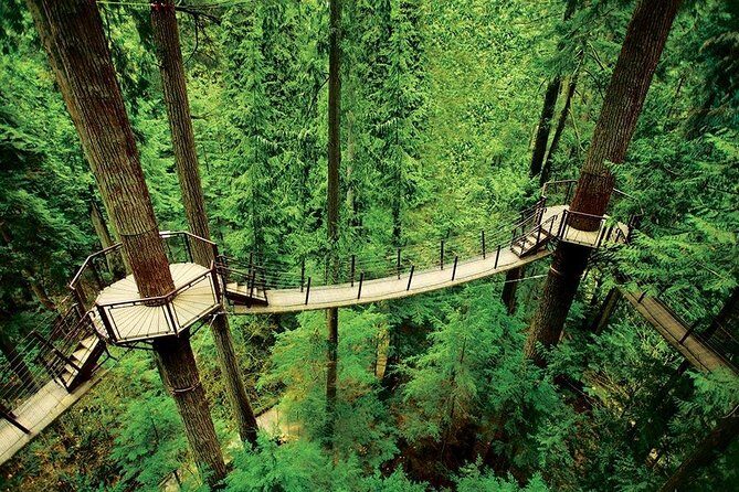 Private Tour: Capilano Suspension Bridge and Grouse Mountain - Wildlife Refuge at Grouse: Grinder and Coola Time