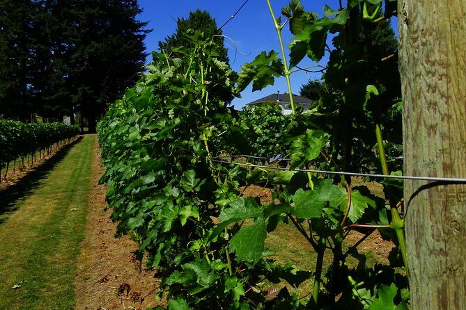 Private Tour: Vancouver Half Day Wine Tasting Tour - Pacing: The Flexibility You Get (and the Speed You Might Feel)