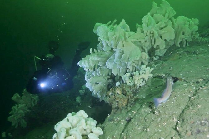 Scuba Dive Boat Charter in Vancouver (Certified Divers Only!) - Key highlights you’ll care about