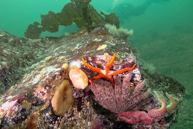 Scuba Dive Boat Charter in Vancouver (Certified Divers Only!) - Value check: is $112.62 worth it?