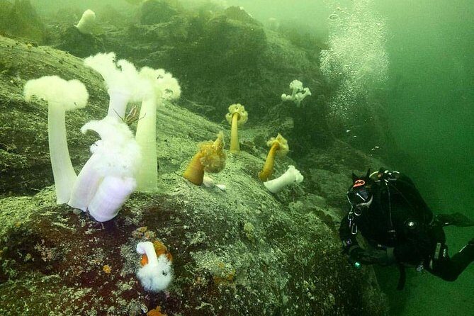 Scuba Dive Boat Charter in Vancouver (Certified Divers Only!) - Should you book this Vancouver scuba charter?