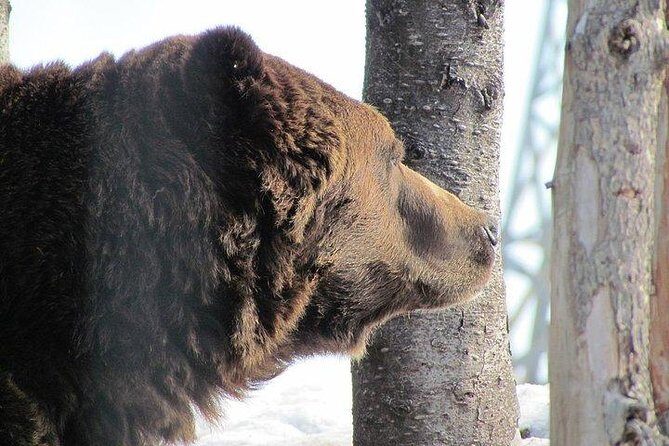 Small Group Tour: Capilano Suspension Bridge and Grouse Mountain from Vancouver - Timing and walking reality check (so you don’t feel rushed at the wrong moment)