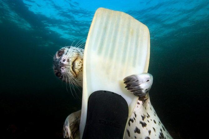 Snorkel, Kayak, and Seal Adventure: Vancouver Boat Tour - Key highlights worth planning for