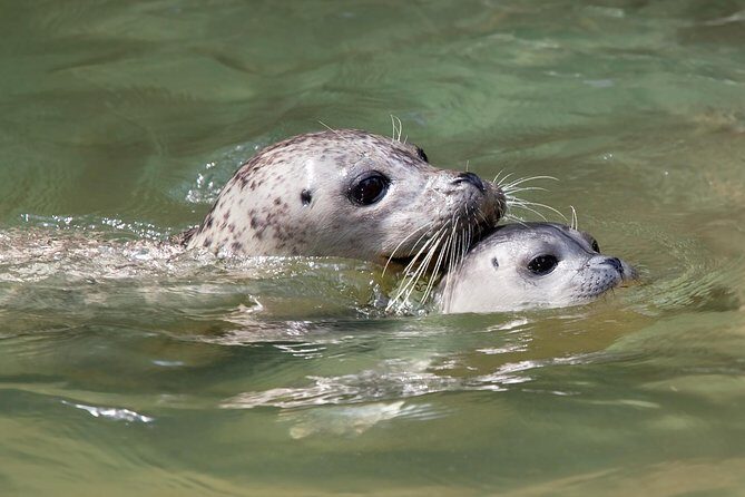 Snorkel, Kayak, and Seal Adventure: Vancouver Boat Tour - Value check: is $105.10 worth it for snorkeling, kayaking, and gear?