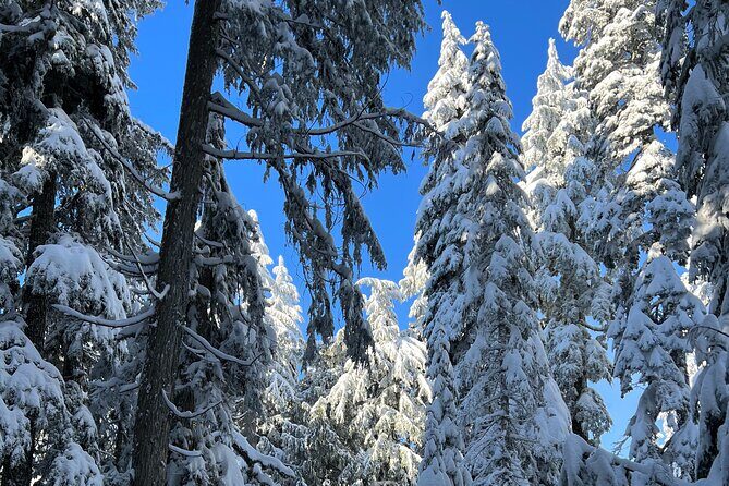 Snowshoeing In Vancouver's Winter Wonderland - Who This Tour Suits Best (and Who Should Think Twice)