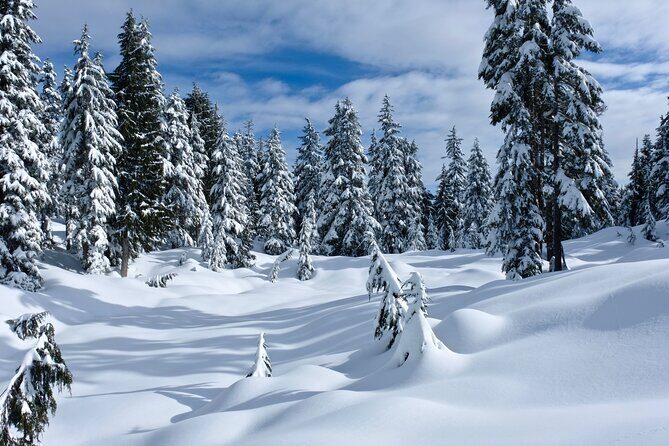 Snowshoeing In Vancouver's Winter Wonderland - My Booking Advice: When to Choose This Snowshoe Trip