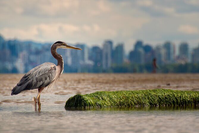 Stanley Park Self Guided Bike Tour - Stop-by-Stop: Stanley Park to English Bay, with Real Reasons to Pause