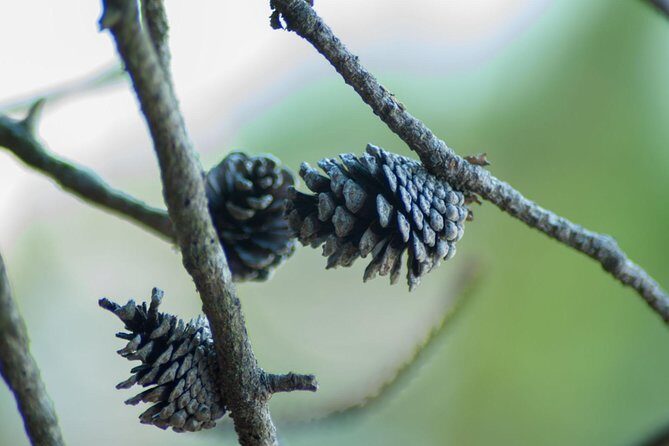 Stawamus Chief Hike & Local Brewery Tasting - Key Things You’ll Notice on This Hike + Beer Day