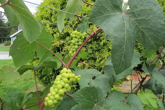 The Fraser Valley Winery Tour - Key highlights to know before you go
