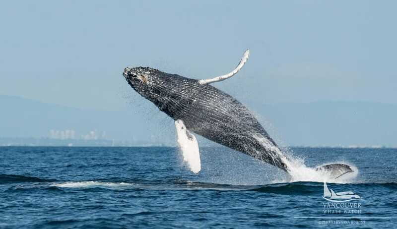 Vancouver, BC: Whale Watching Tour Small Zodiac with Guide - Who This Tour Fits Best (and Who Should Skip It)