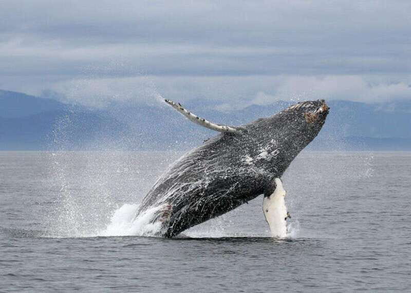 Vancouver, BC: Whale Watching Tour with Guide - The On-Water Plan: Gulf Islands and Strait of Georgia Wildlife Watching