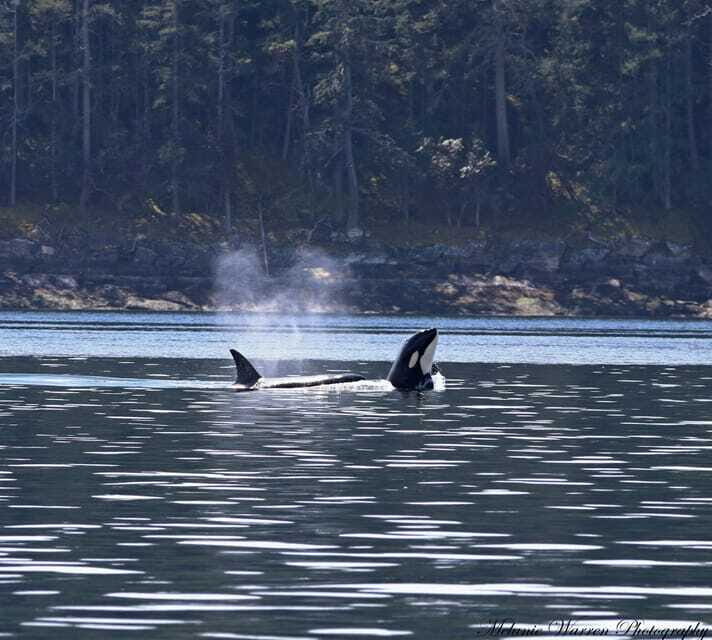 Vancouver, BC: Whale Watching Tour with Guide - Who This Tour Fits Best (and Who Might Want Another Option)