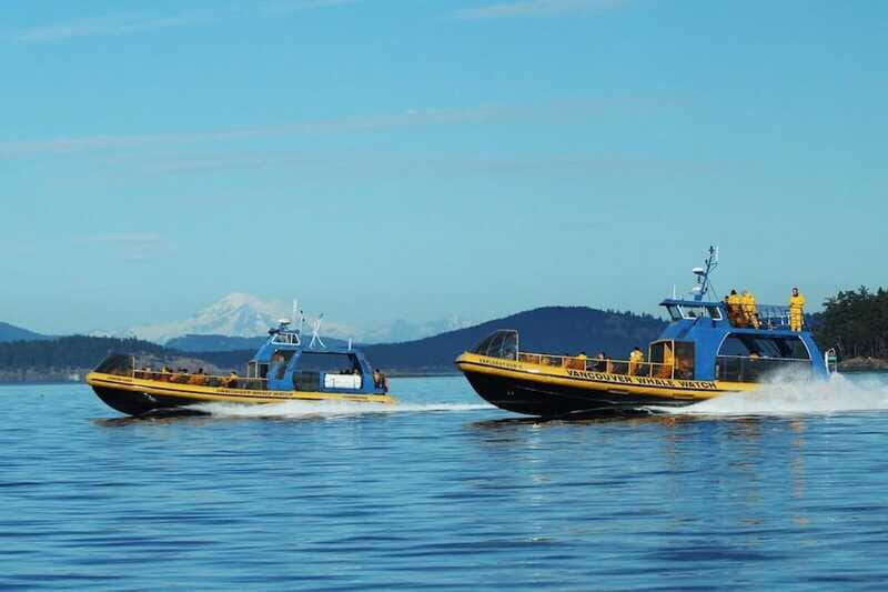 Vancouver, BC: Whale Watching Tour with Guide - Should You Book This Vancouver Whale Watching Tour?