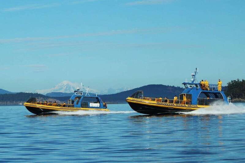 Vancouver, BC: Whale Watching Tour with Guide - What the Vessel Feels Like: Speed, Comfort, and Sea-Day Practicalities