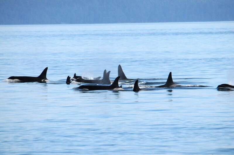 Vancouver: Covered Whale Watching Adventure with Free Photos - Key Highlights You’ll Care About on This Vancouver Whale Tour