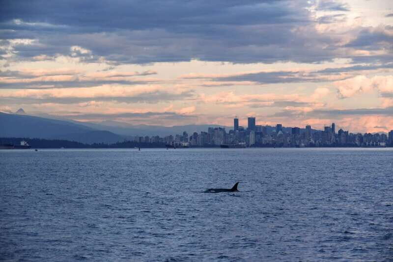 Vancouver: Covered Whale Watching Adventure with Free Photos - The Big Idea: Covered Catamaran Whale Watching From Granville Island