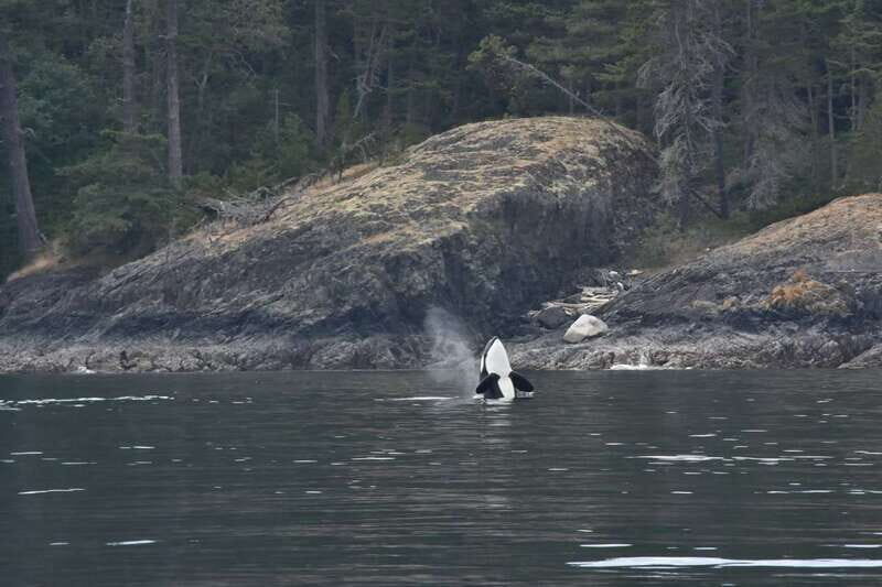 Vancouver: Covered Whale Watching Adventure with Free Photos - What You Actually See: Whales and Marine Life in the Salish Sea