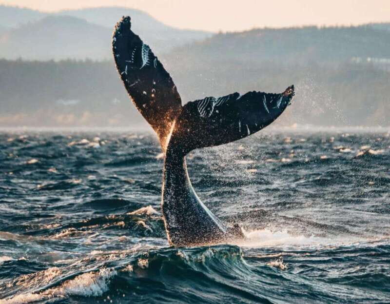 Vancouver: Covered Whale Watching Adventure with Free Photos - What’s Included (And Why the Photo Package Is Real Value)
