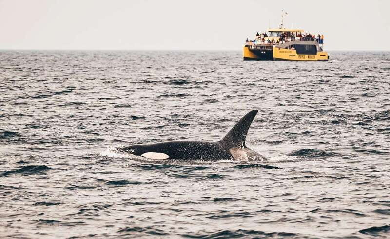 Vancouver: Covered Whale Watching Adventure with Free Photos - Where You Meet, Where You Finish, and How to Arrive Smoothly
