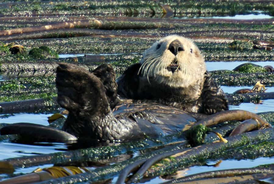 Vancouver: Day Trip to Victoria Seaplane with Whale Watching - Wildlife you might see: orcas, humpbacks, and the rest of the cast