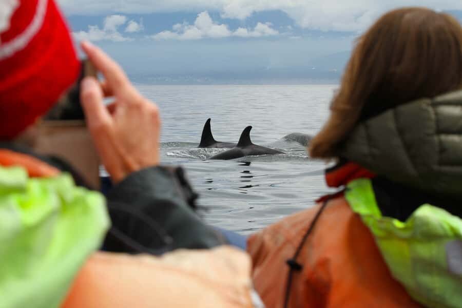 Vancouver: Day Trip to Victoria Seaplane with Whale Watching - Who this is best for (and who should rethink it)