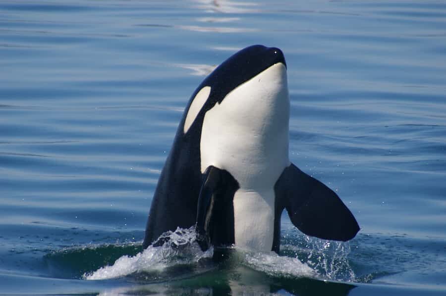Vancouver: Day Trip to Victoria Seaplane with Whale Watching - Price and value: is $520 worth it?