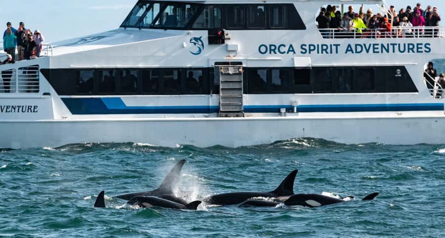 Vancouver: Day Trip to Victoria Seaplane with Whale Watching - Should you book this Vancouver to Victoria seaplane whale trip?