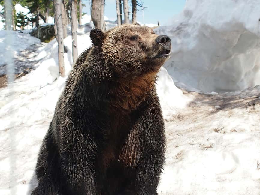 Vancouver: Guided Hiking Highlights at Grouse & Lynn Canyon - Fitness reality check: who this tour fits well