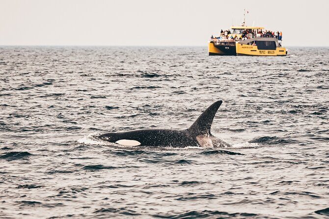 Vancouver Half-Day Whale Watching Adventure with Free Photos - Key Points I’d Pack for This Trip