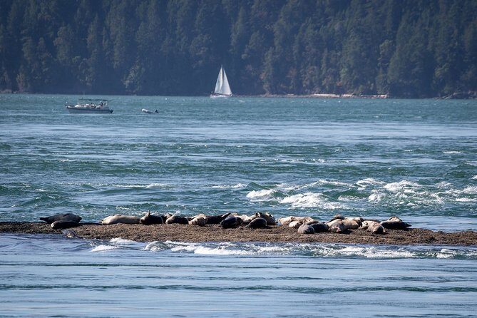 Vancouver Half-Day Whale Watching Adventure with Free Photos - Wildlife Chances: Whales Aren’t Trained, But You’ll See Plenty
