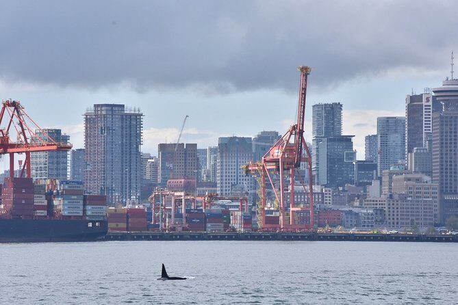 Vancouver Half-Day Whale Watching Adventure with Free Photos - Free Photo Package: The Best Way to Watch Without Stress