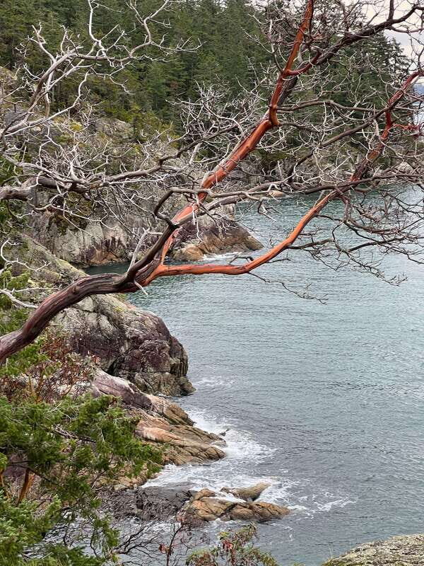 Vancouver: Lighthouse Park Hike - Guided and Small: Why Adrian’s Context Makes the Hike Better
