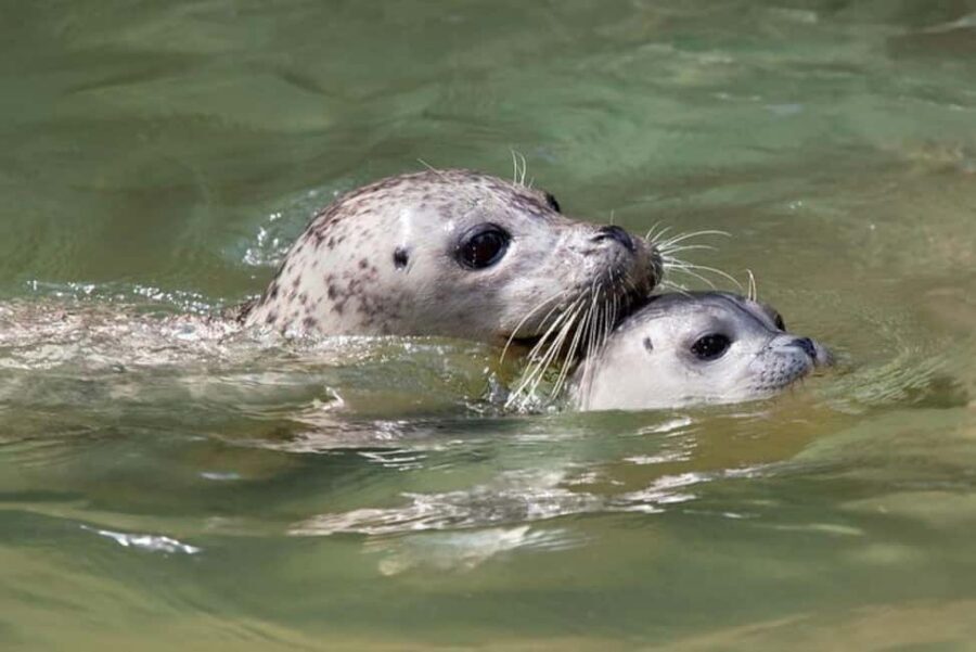 Vancouver: Snorkel, Kayak, and Seal Adventure Boat Tour - Key things I’d focus on before you go